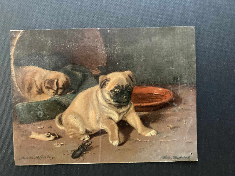 Small print Horatio Henry Couldery Leitz Wandsbeck pug dogs stag beetle