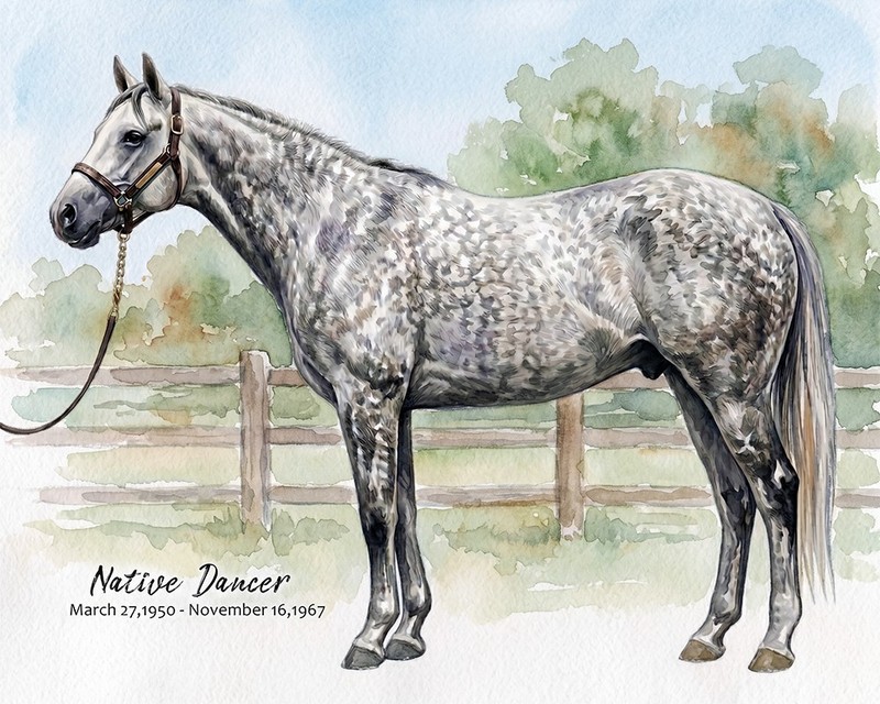 Horse Racing «Native Dancer» watercolor art print. Free Shipping 0570
