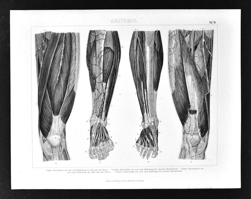 1874 Bilder Anatomical Print Leg & Feet Muscles Tendons Ligaments Human Anatomy