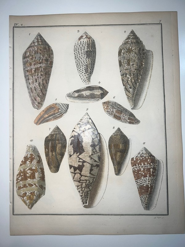 C 1837 Martini Hand Colored Engraving Cone Shells Systematisches Conchylien #7 gallery