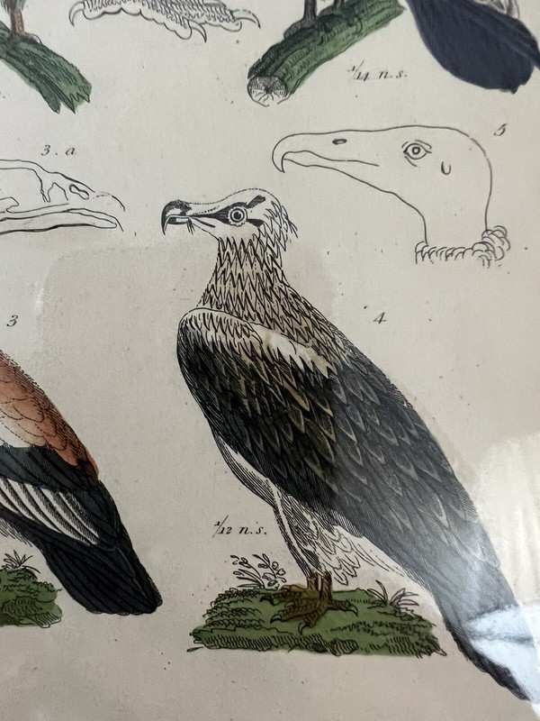 HAND COLORED STEEL ENGRAVING THE ANIMAL KINGDOM BARON CUVIER LONDON ca 1837 gallery