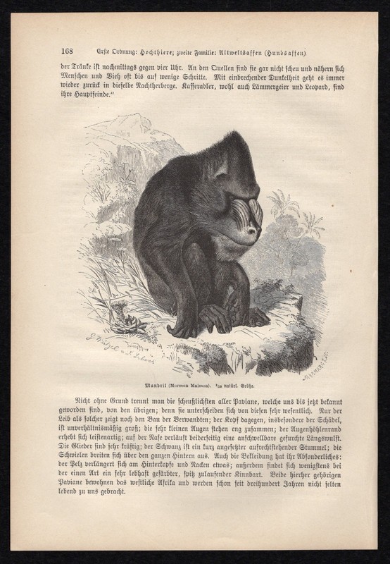 1883 Brehms Thierleben Wood Engraving Drill Baboon Mandrill Original Book Print gallery