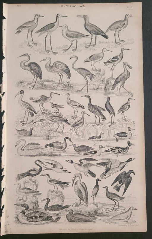 Original Ornithology Naturalist Wood Engraving Plate 1859, Oliver Goldsmith
