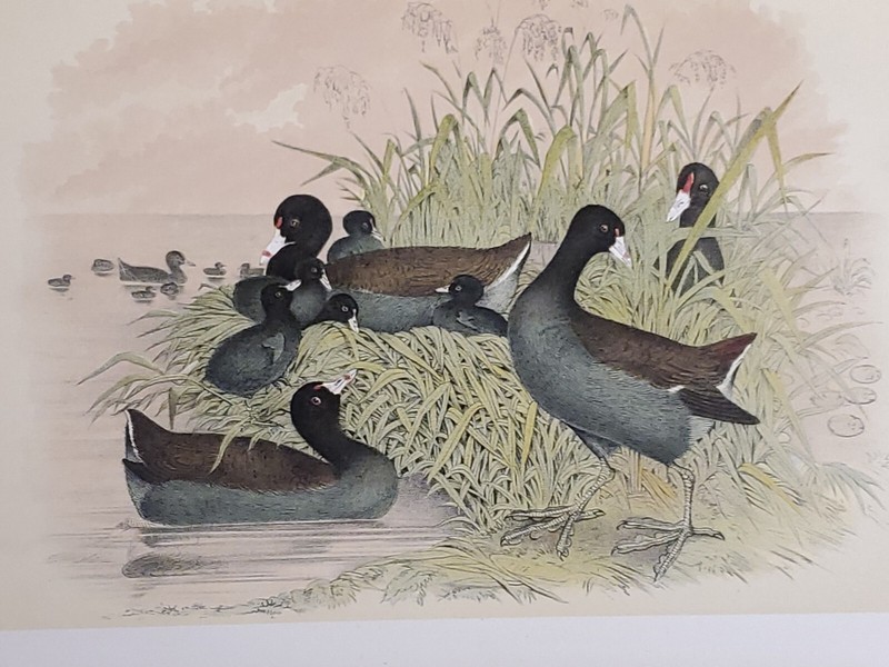 Cinereous Coot Lithograph by Theodore Jasper 1881, Studer's North Amer. Birds