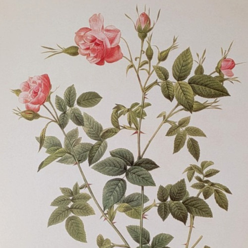 P J Redouté DOUBLE PASTURE ROSE Botanical Flower Art Book Plate Illustration 119