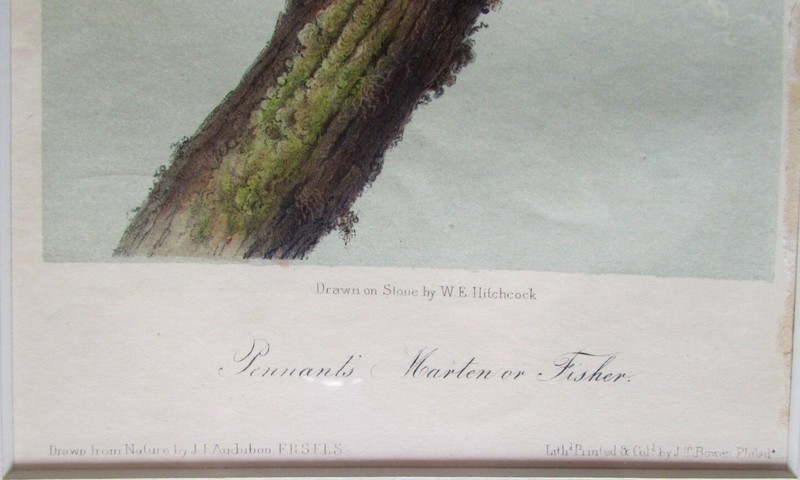 MARTIN OR FISHER AUDUBON 1ST EDITION 1850 HAND COLORED OCTAVO LITHO J.T.BOWEN gallery