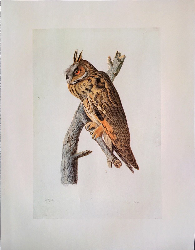 John James Audubon Birds LONG-EARED OWL Vintage Art Book Plate Print 390 gallery