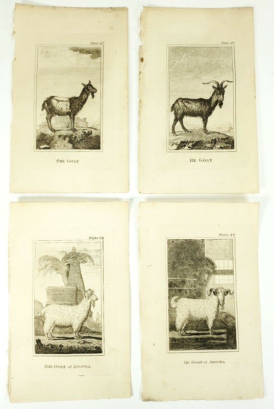 4 Antique Engravings ANDREW BELL 1726-1809 Natural History Goat Series