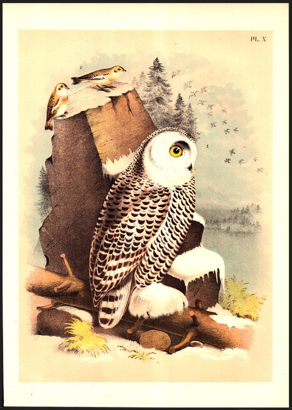 Snowy Owl 1895 Jasper Lithograph from Studer’s Popular Ornithology Pl X