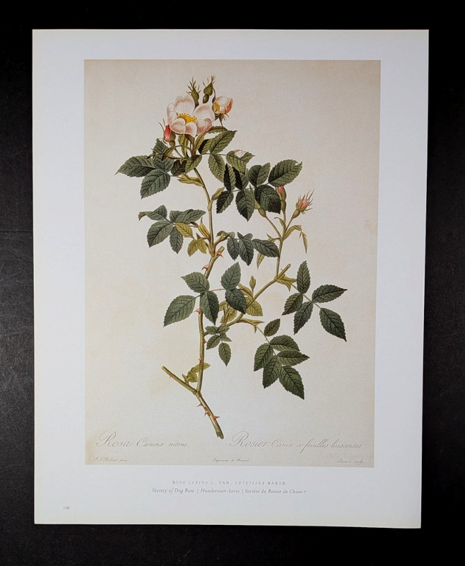 Redouté Variety Of Dog Rose Botanical Flower Art Book Plate Illustration 108 gallery