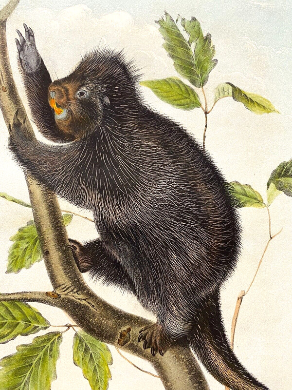 Canada Porcupine Plate - J. J. Audubon Quadrupeds of North America Octavo 1850s gallery