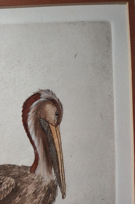 Dianne Krumel Pelicans Hand Colored Numbered Signed Etching Print Framed gallery