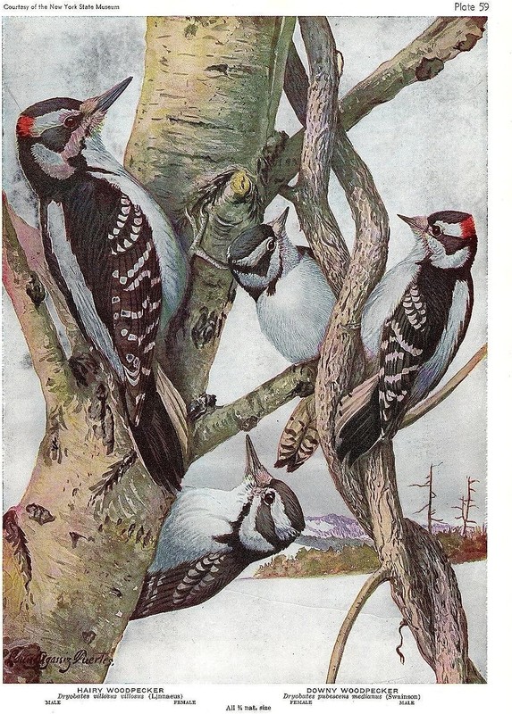 1936 Vintage FUERTES BIRDS #59 «HAIRY WOODPECKER & DOWNY» Color Plate Lithograph