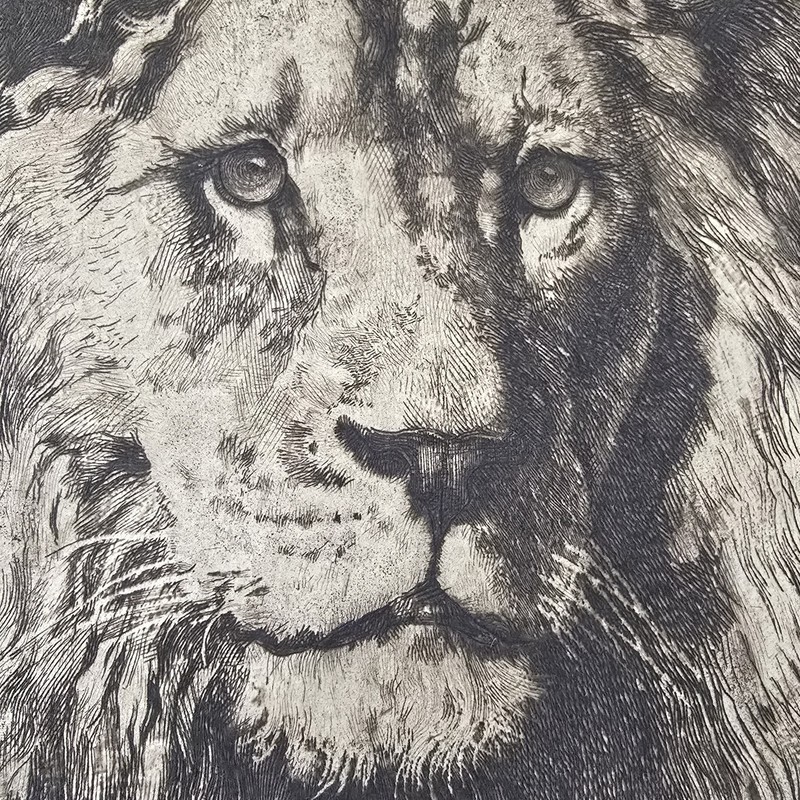 Herbert Dicksee Etching “His Royal Highness” Antique Lion Portrait Wildlife Art gallery