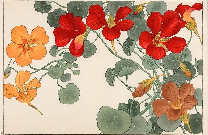 Tanigami Konan : Nasturtium : Japanese Botanical Woodblock Art Print 1917