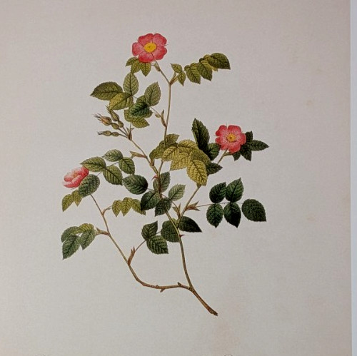 P J Redouté Small Flowered Eglantine Rose Botanical Flower Art Book Plate 94 gallery
