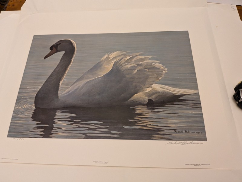 Robert Bateman » Backlight — Mute Swan » MAKE OFFER RBCon13DSSGM