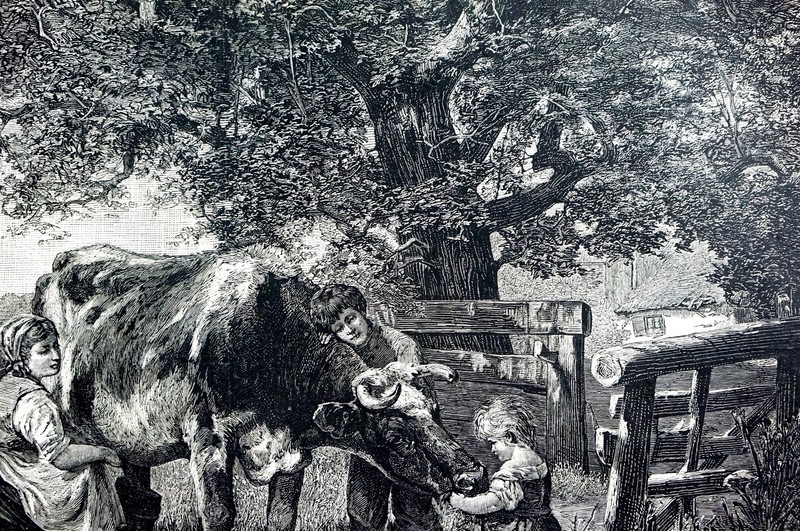 Milking the Cow 1879 FARMERS FARM FAMILY ANIMALS CHILDREN Matted SPERLING Print gallery