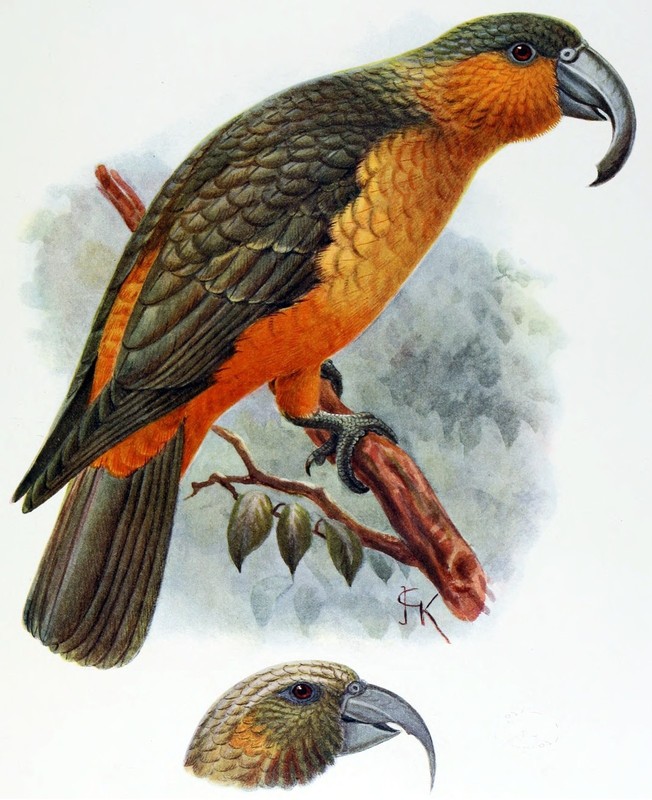 John Gould Native Bird print Norfolk Island KAKA painting Vintage A3 Australia