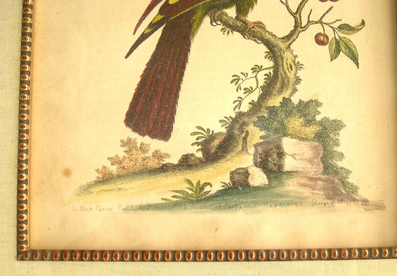 2 George Edwards Antique Parrot Prints: Bird Prints: London, 1742 & 1761 gallery