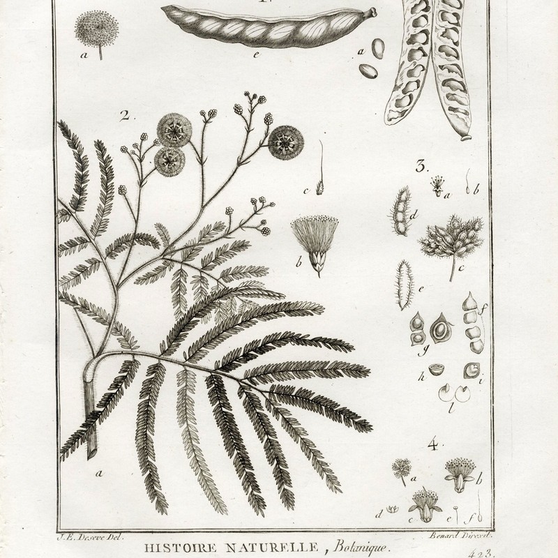 1790 LAMARCK, DE SEVE & BENARD Superb Botanical Engraving, Pl 846 Mimosa, Acacia