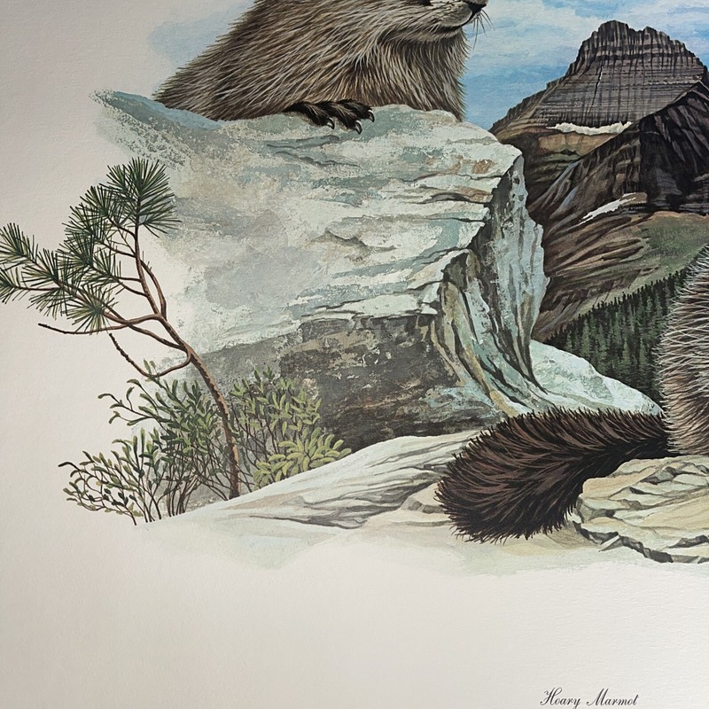 Fine Art Lithograph: Richard Timm - Hoary Marmot - Signed And Registered 22x 28 gallery