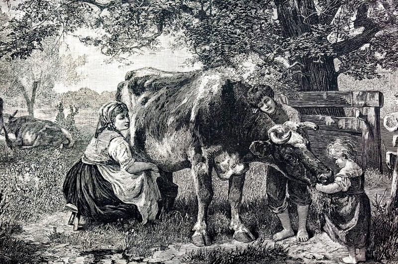 Milking the Cow 1879 FARMERS FARM FAMILY ANIMALS CHILDREN Matted SPERLING Print gallery