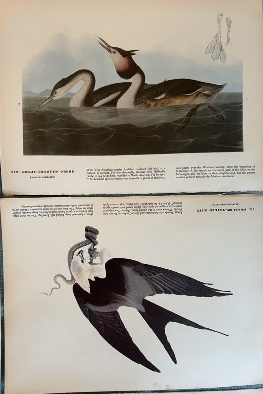 Vintage Audubon Birds of America Book Plates LOT of 6 Mixed Birds Pages 12 x 9 gallery