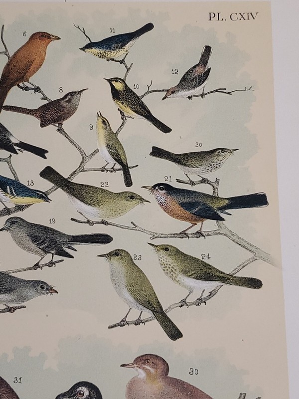 Thrush/Dove Litho. by Theodore Jasper / 1881, Studer's North Am. Birds gallery