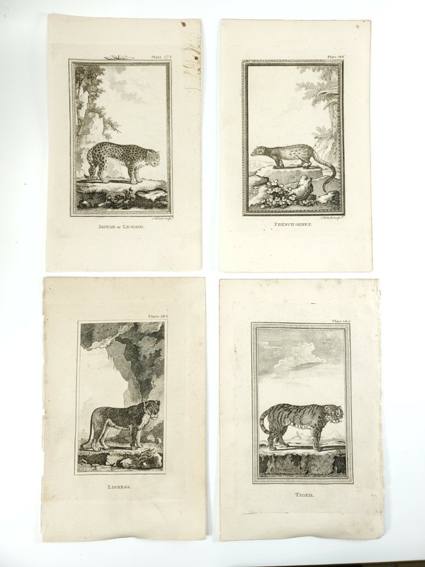 4 Antique Engravings ANDREW BELL 1726-1809 Natural History African Animals