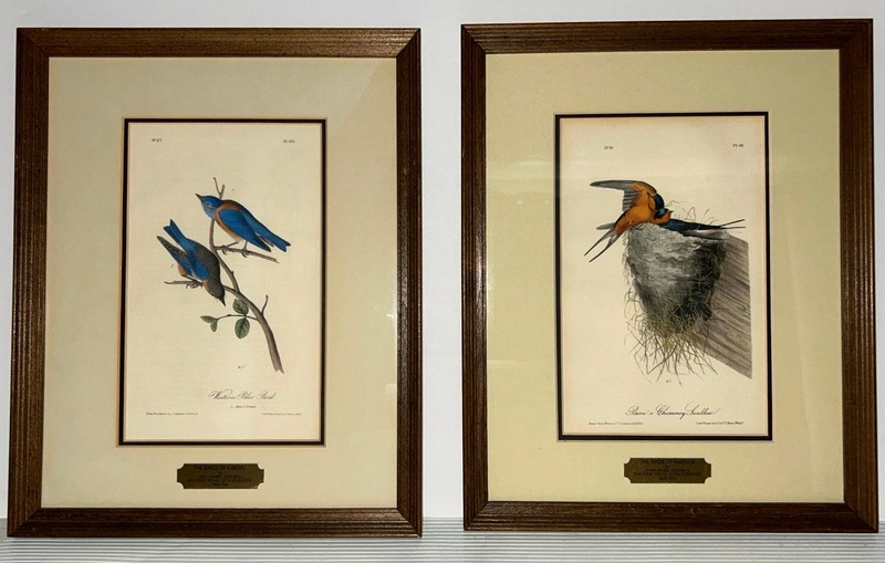 PAIR Framed Audubon 1st Ed 1840 Birds of America Western Bluebird, Swallow