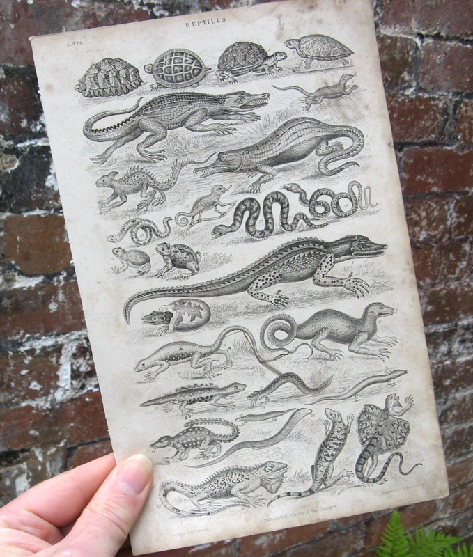 1870 Reptiles Ornithology- Oliver Goldsmith Natural History Engraving Print