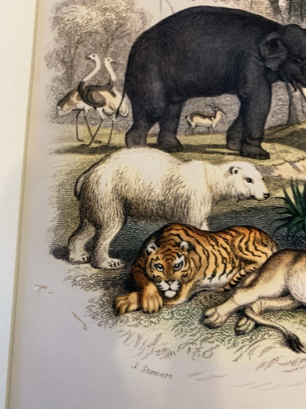 Oliver Goldsmith Vintage Art Print Of ‘Animal Kingdom. Pre-owned gallery
