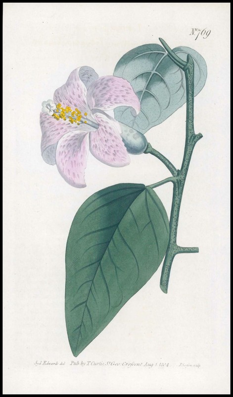 1808 Curtis Botanical LAGUNAEA PATERSONIA Norfolk-Island Pl 769 (CB6/49)