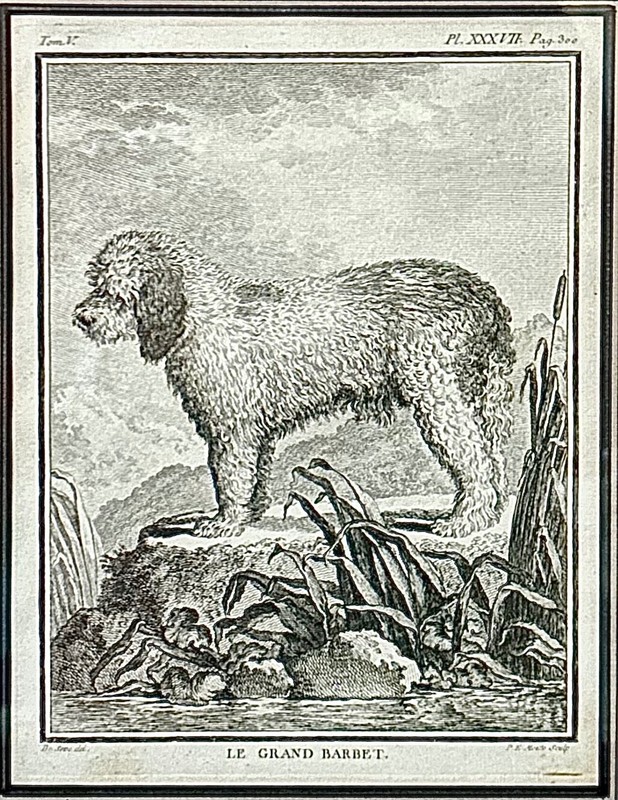 6 Antique French Jacques de Seve (1742- 1788) Naturalist Dog Etchings/Engraving gallery
