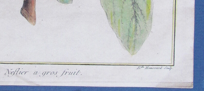 1768 Etching Original NEFLIER ARGOS Fruit plant HENRI DUHAMEL DU MONCEAU Paris gallery