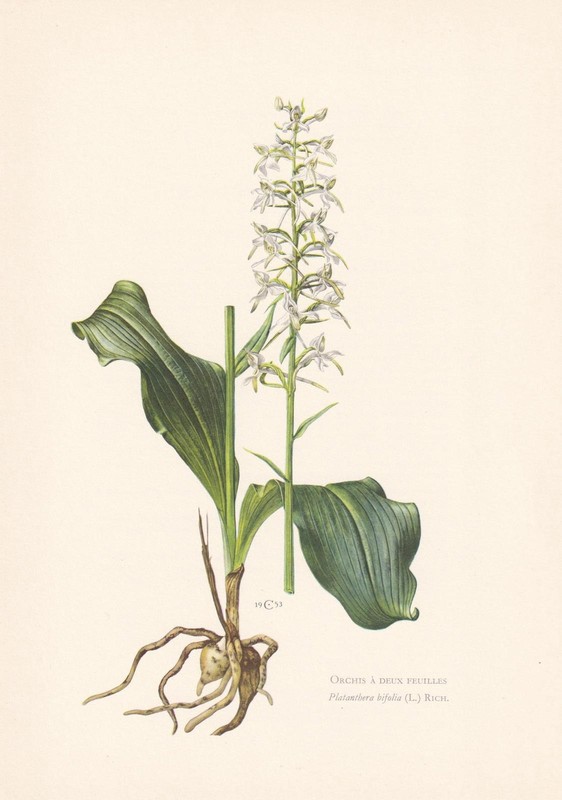 1960 BUTTERFLY ORCHID Print – Botanical Wall Art – Vintage – 7.5 x 10.6 Inches