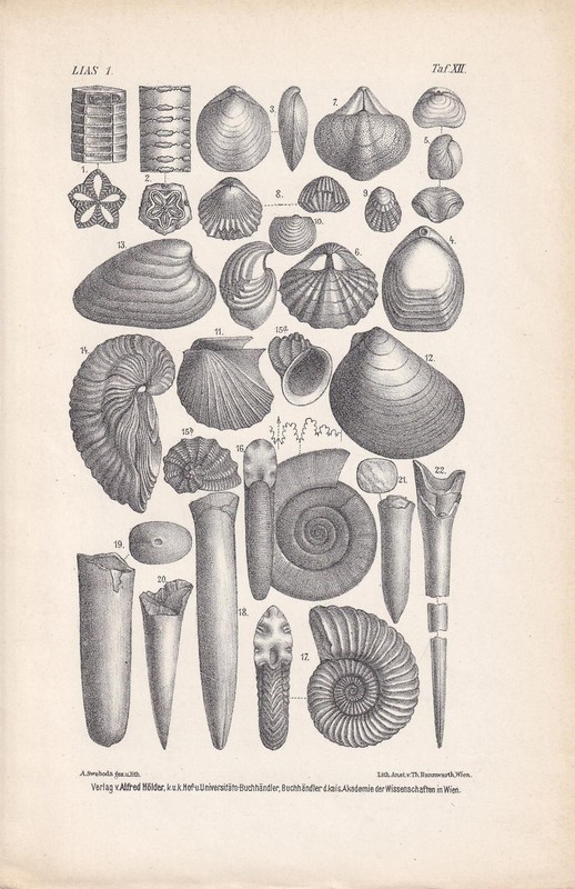 1900 AMMONITES & FOSSIL SHELLS Print – Jurassic Period – Art – 6.4 x 9.5 Inches