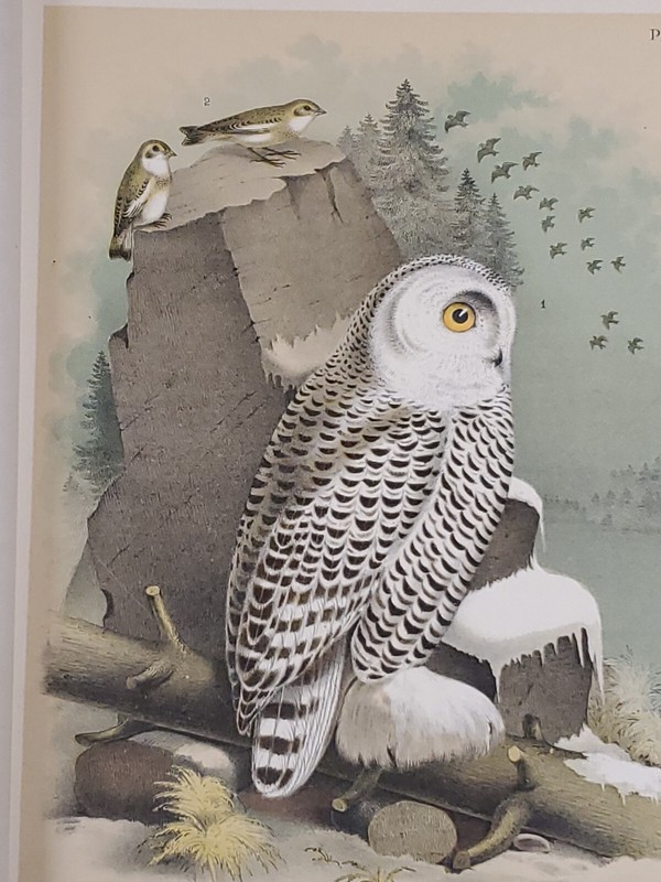 Snow Owl/Bunting Litho by Theodore Jasper 1881 Studer's North Am. Birds, Plate X
