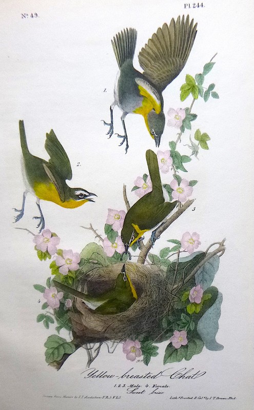 Audubon 1st ed Octavo YELLOW BREASTED CHAT Birds of America 1840 original