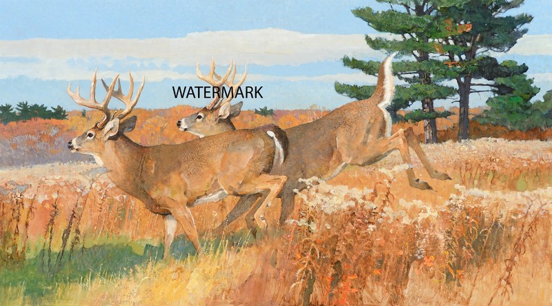 Bob Kuhn White Tailed Deer OCTOBER PRIME Game Hunting 17×30 Print REPRODUCTION