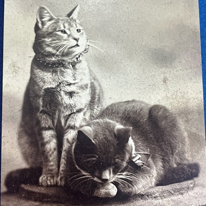 “CATS” “Two Cats” “CLEANING PAW and LOOKING Around” CAT ART PHOTO PRINT KITTENS