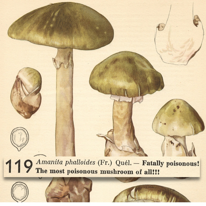 MUSHROOM Fungus Death Cap Amanita POISONOUS VTG Lithograph Print Otto Uzak 1951