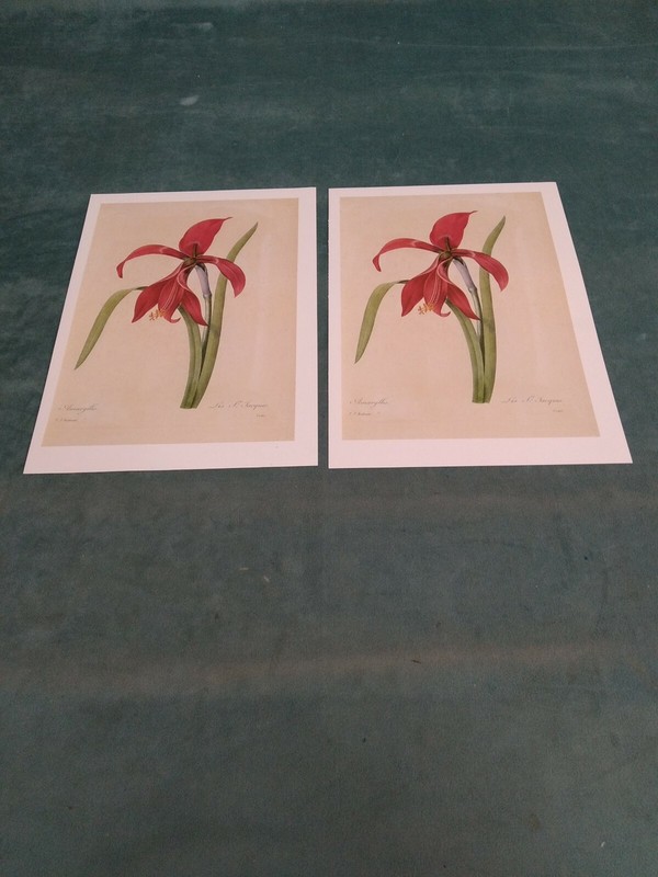 P J REDOUTE BOTANICAL PRINT -Vintage Botanical Book Plate 2 pack