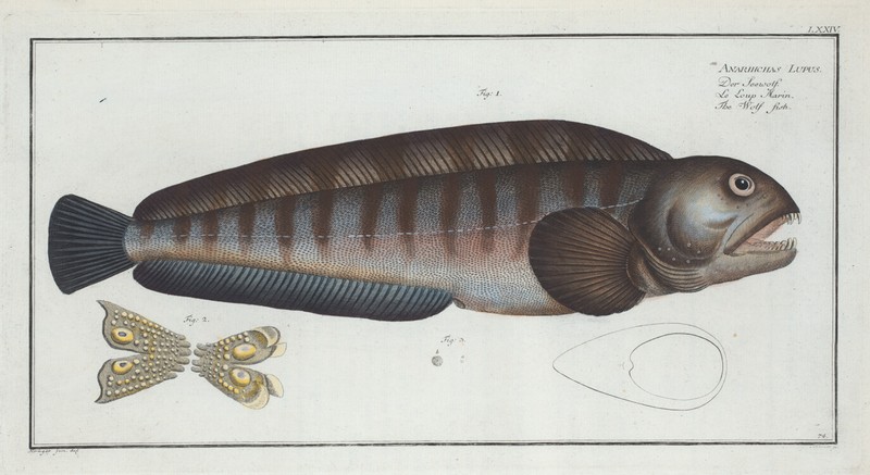 Marcus Bloch 1785 – Plate 124 Anarihchas Lupus, The Wolf Fish – 13×19 Repro