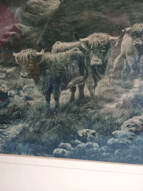 Vtg Print Highland Cattle Cows Art Gilt Frame Mountains Scotland 58x46cm Lge Gd