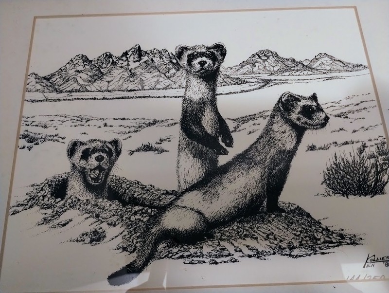 Limited Edition Print - Ken Collier, '88, Black Footed Ferrets, signed/numbered gallery