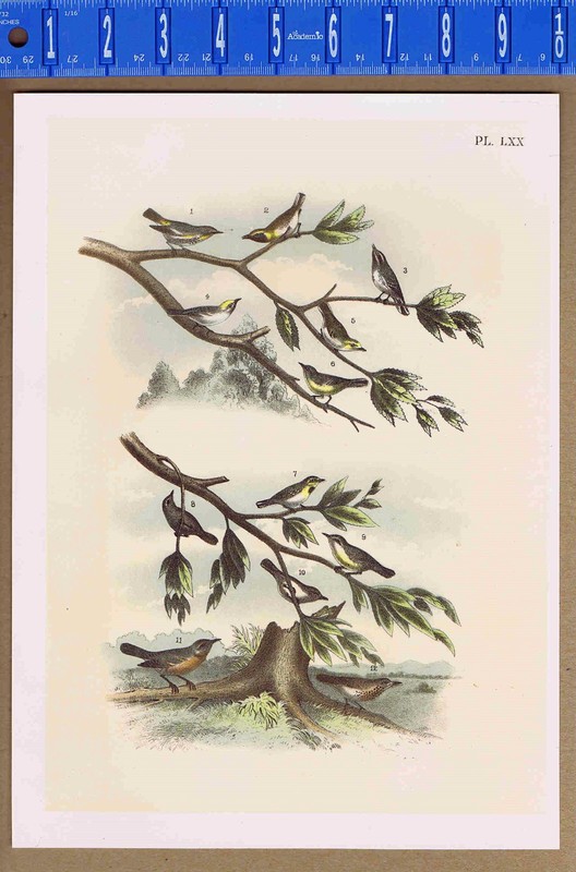 Audubon’s, Townsend’s, Gray and more Warblers – STUDER 1878 Chromolithograph