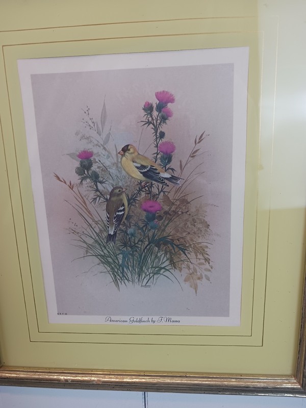 Vintage «AmericanGoldfinch» By Frank Massa Art Print. Framed Mid Century Art