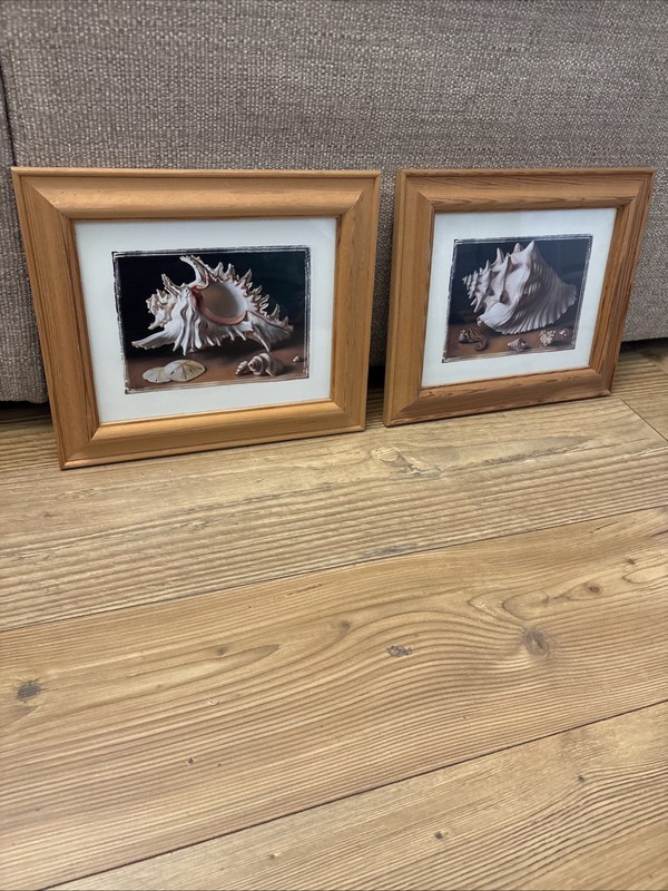 Chunky Pine frame Framed Set 2 Seashell Study Prints L Bass Shells 13 X 11”